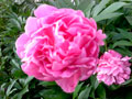 Peony